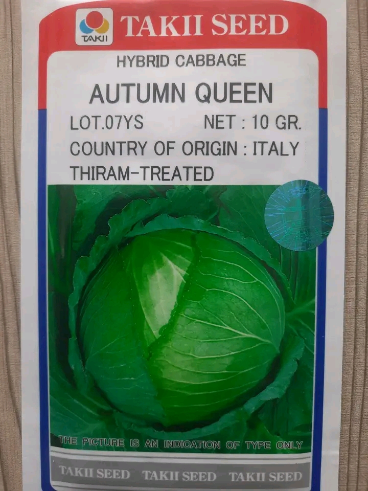 হাইব্রিড বাঁধাকপি বীজ এটম কুইন । F1 Hybrid Cabbage Seed Autumn Queen_img_0