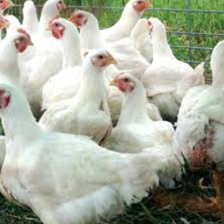 বয়লার মুরগি - Image 2