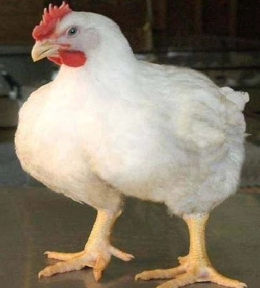 বয়লার মুরগি - Image 1