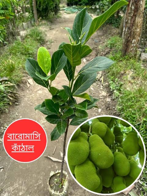 বারোমাসি কাঁঠাল