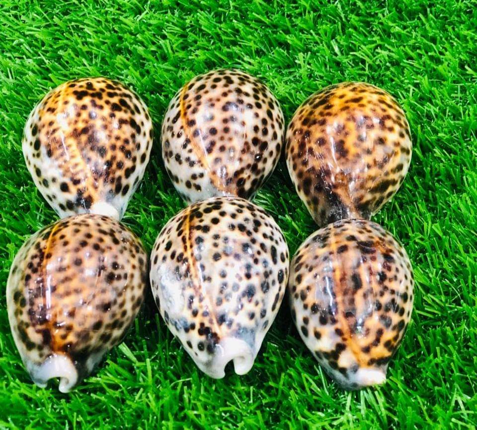 লক্ষী খড়ি - Image 1