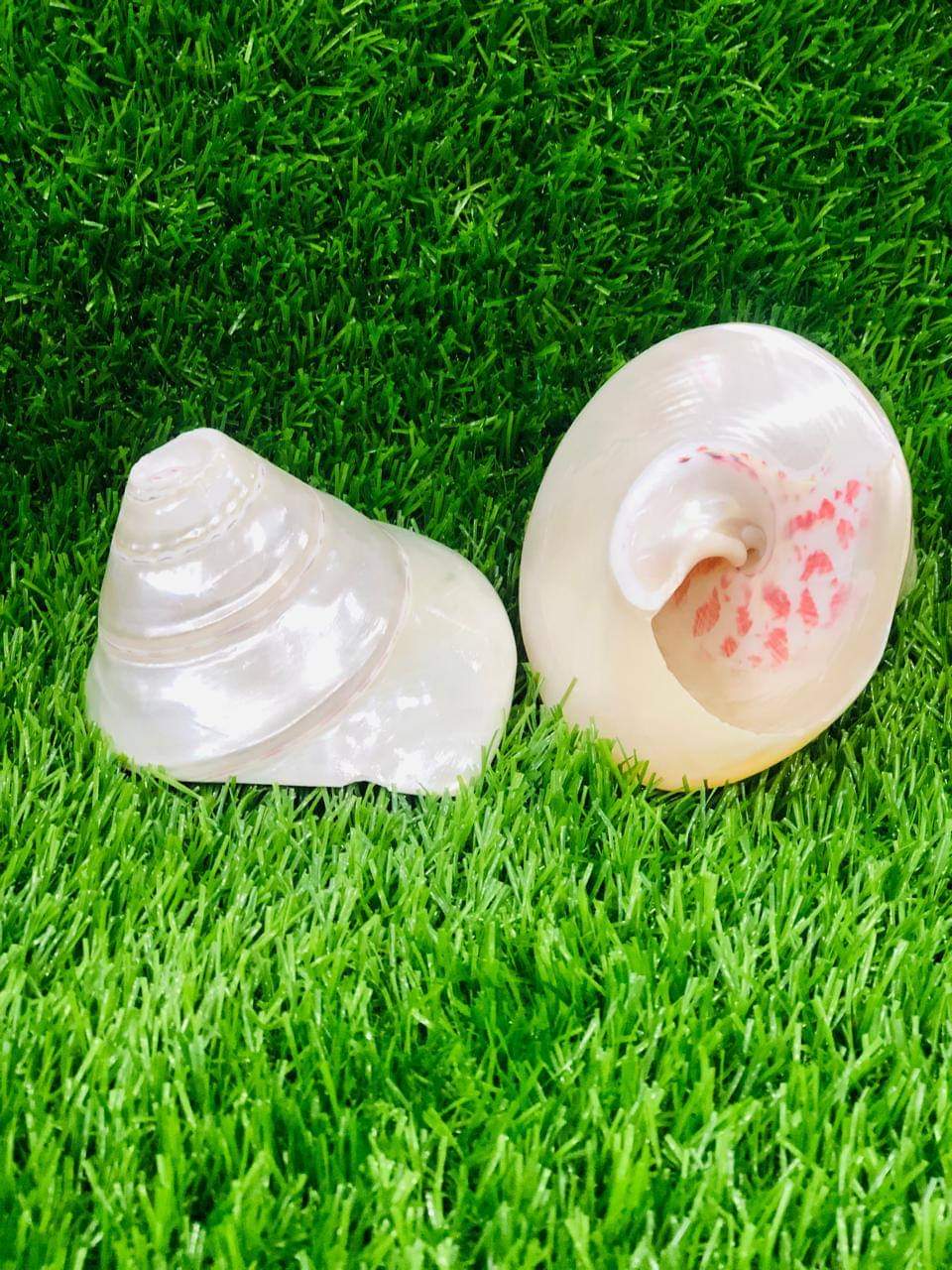 ক্রিস্চিয়াল শঙ্খ - Image 1