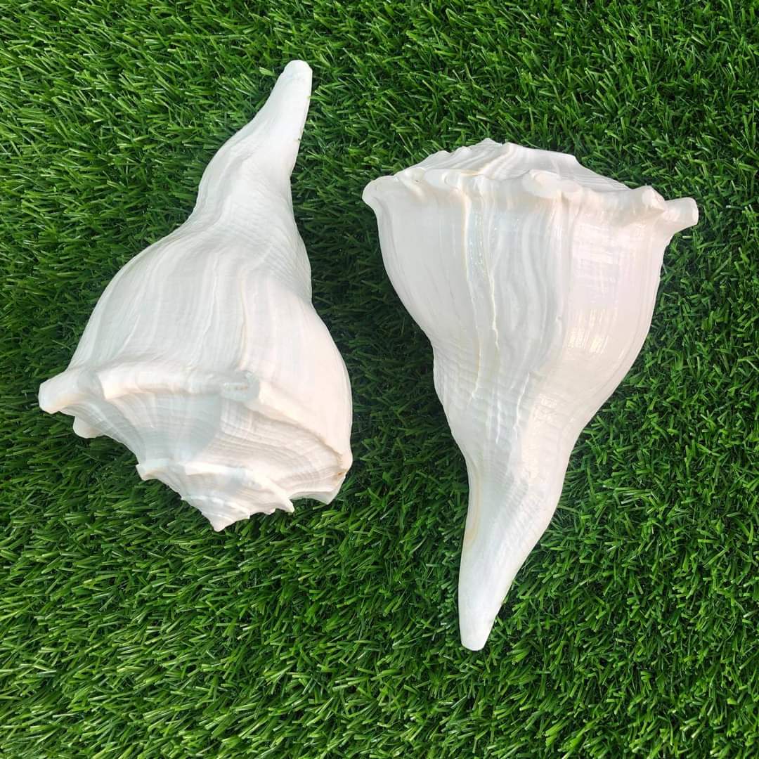 অভিষেক শঙ্খ - Image 1