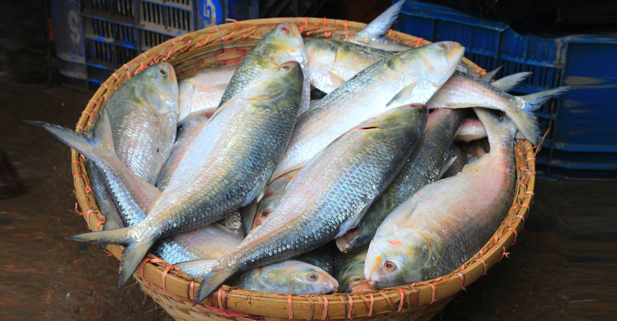 ইলিশ 3থেকে 4 পিছে 1কেজি