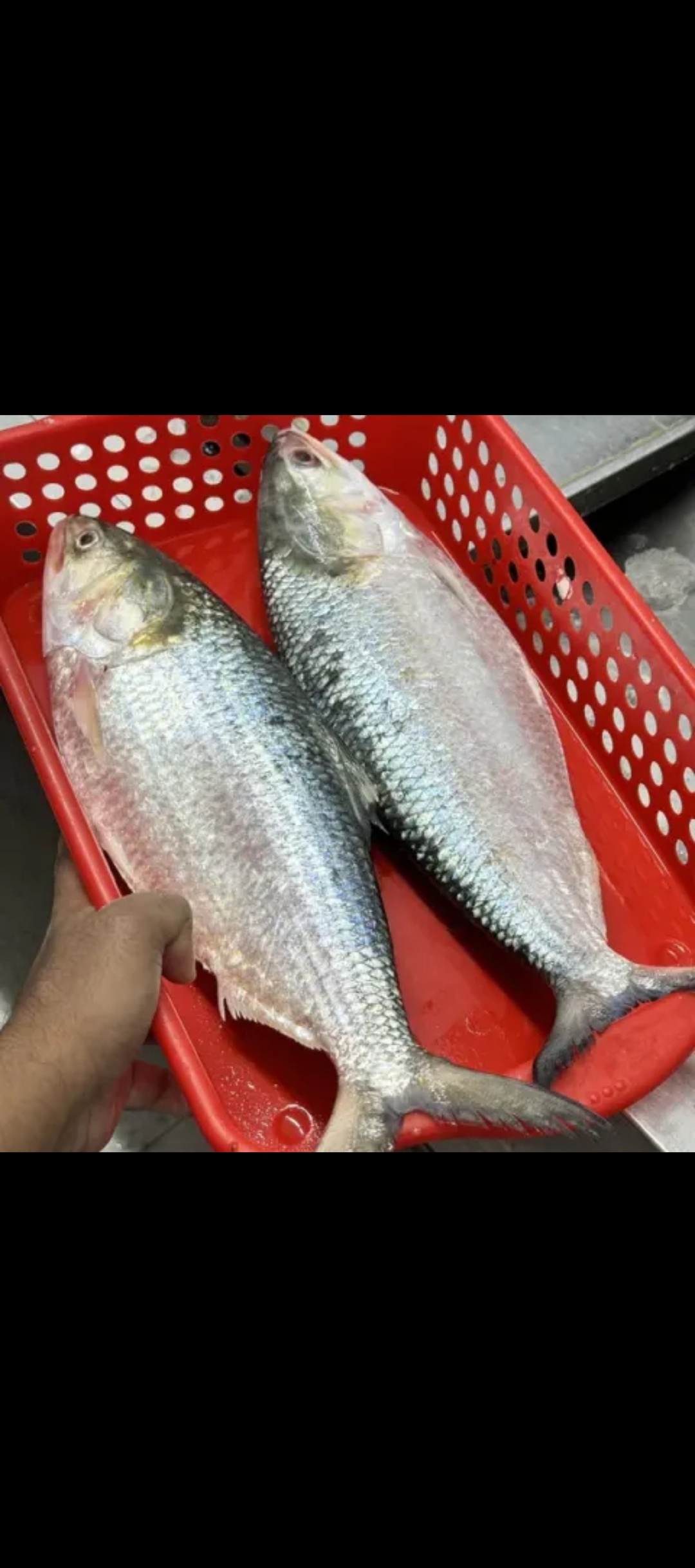 ইলিশ মাছ ৭০০ থেকে ৮০০গ্রাম প্রতি পিস