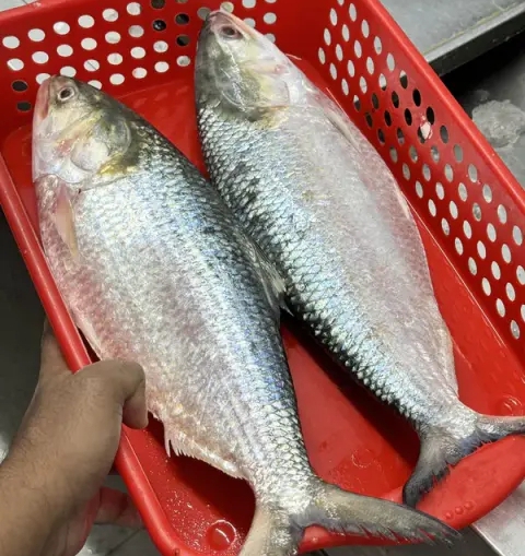 ইলিশ মাছ ৭০০ থেকে ৮০০গ্রাম প্রতি পিস_img_1