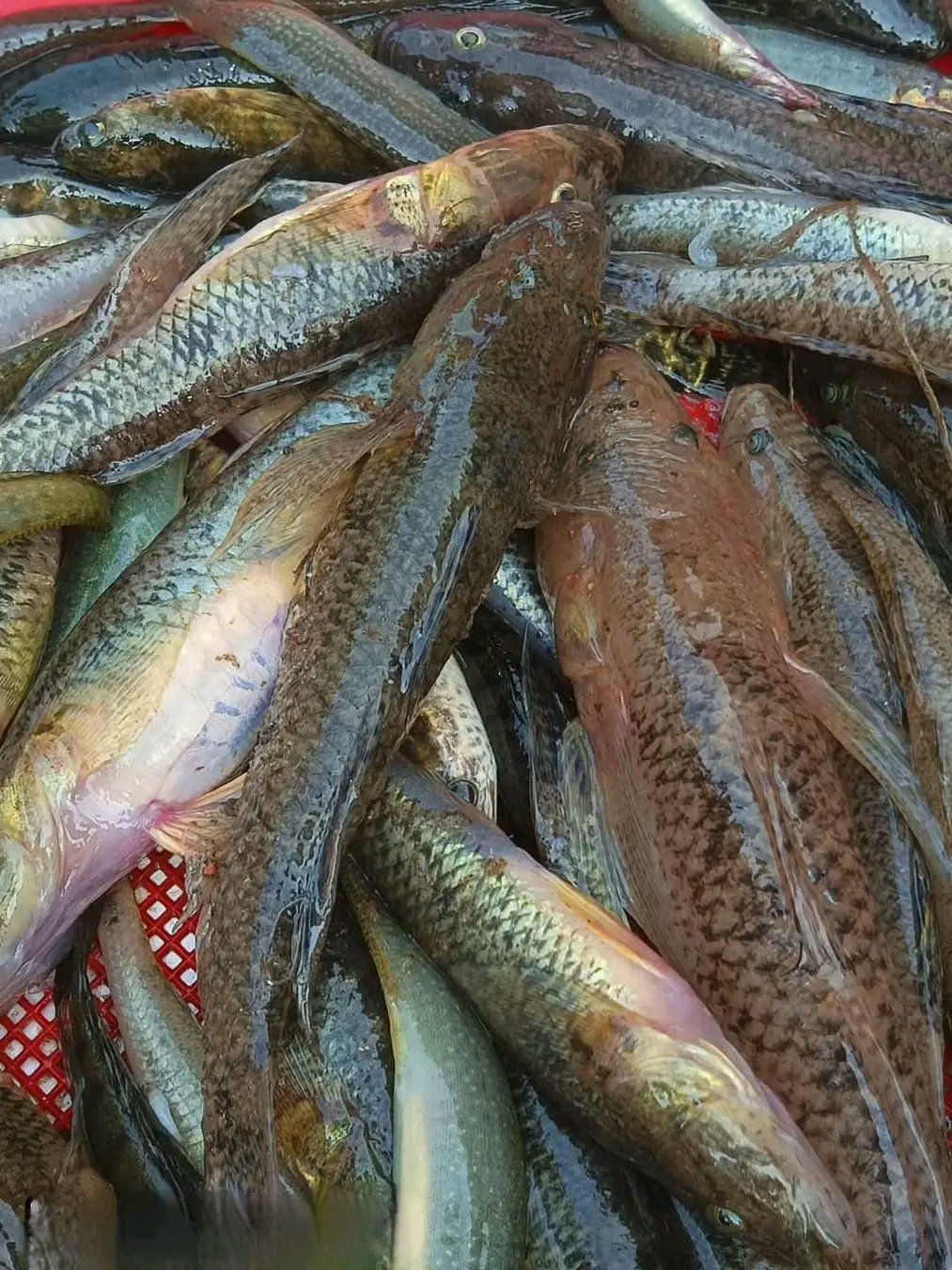 দেশি বাইলা মাছ ৫০০ গ্ৰাম