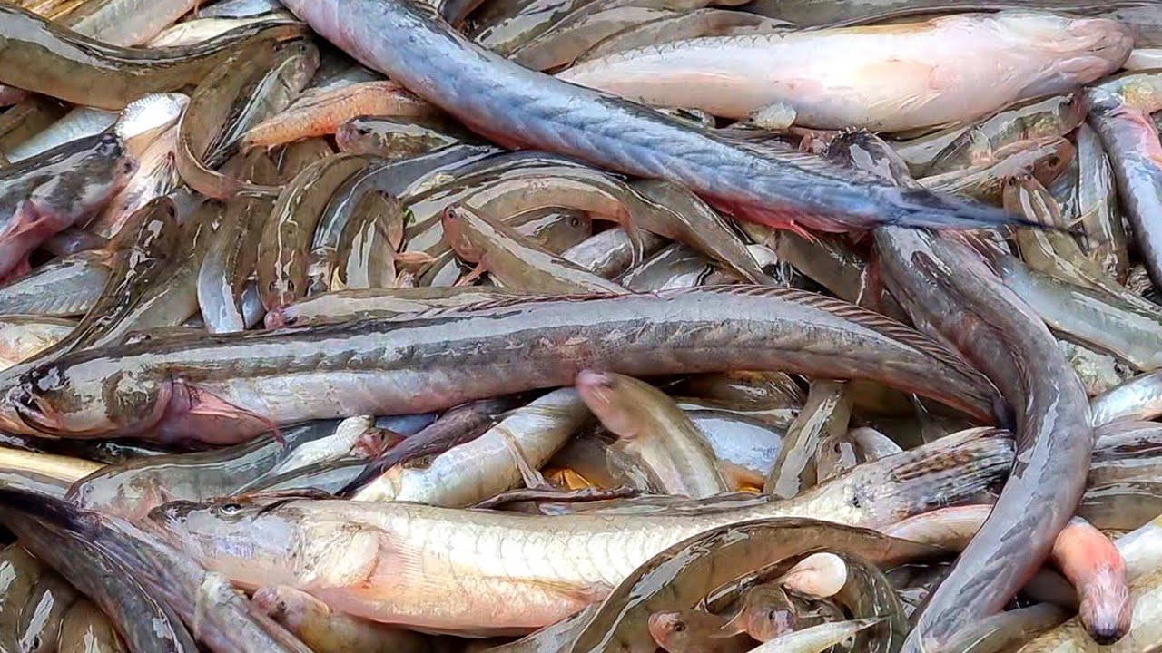 চেংবাইলা ৫০০গ্ৰাম