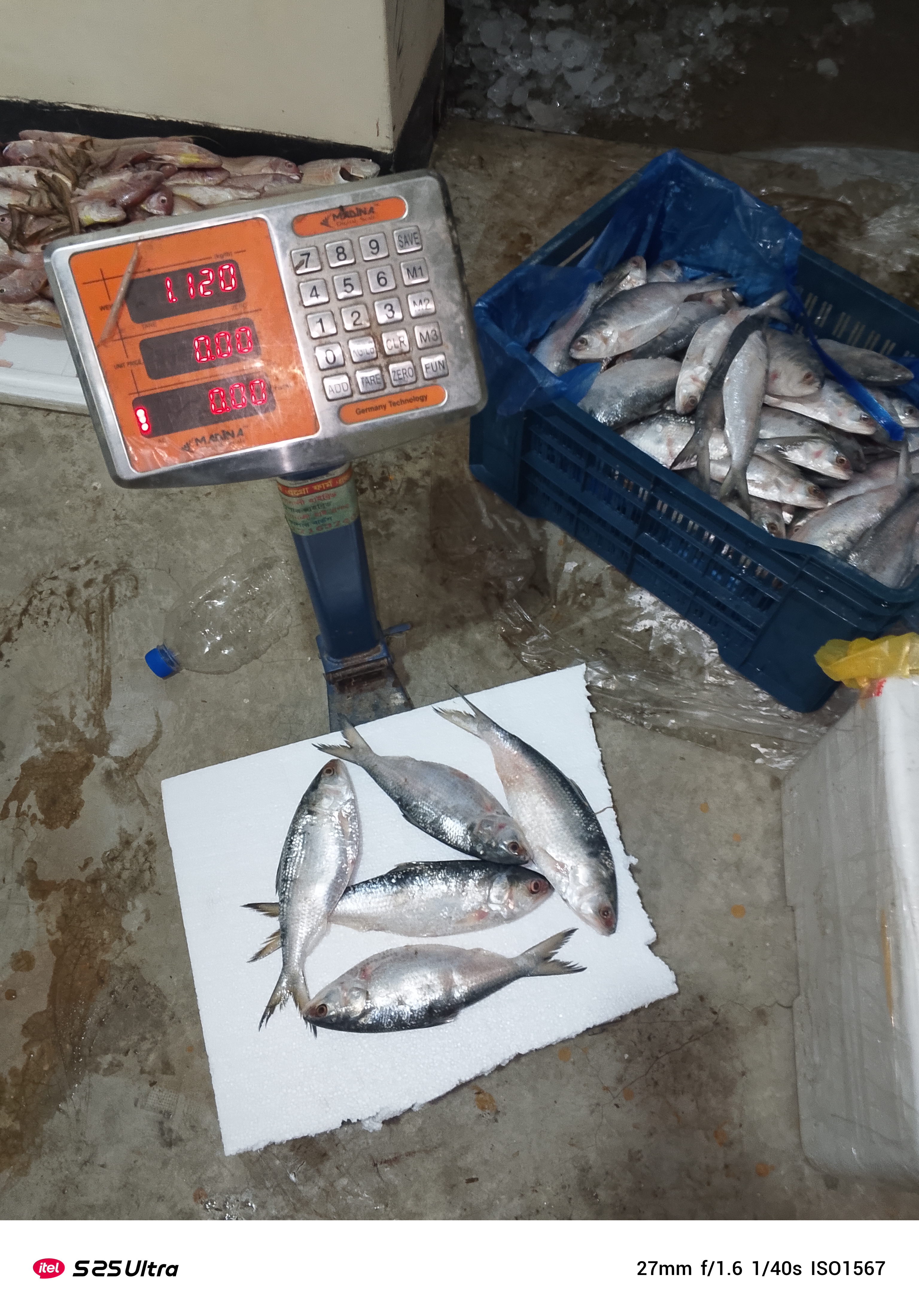 ইলিশ 3থেকে 4 পিছে 1কেজি_img_1