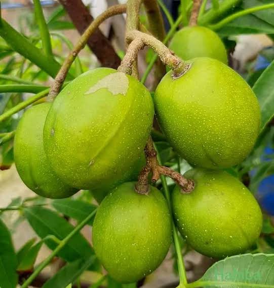 থাই বারোমাসি আমরা_img_2