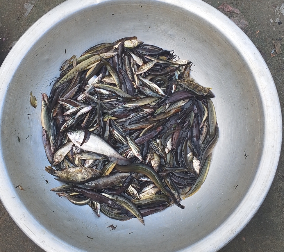 নদীর মিক্স প্রজাতির মাছ/ রেডি টু কুক 600গ্ৰাম_img_1