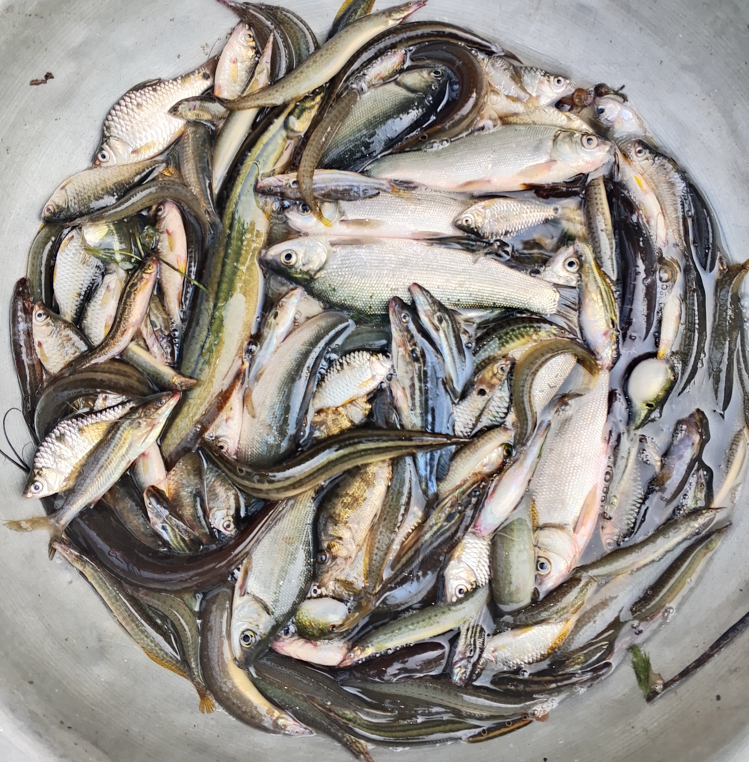 নদীর মিক্স প্রজাতির মাছ/ রেডি টু কুক 600গ্ৰাম_img_0