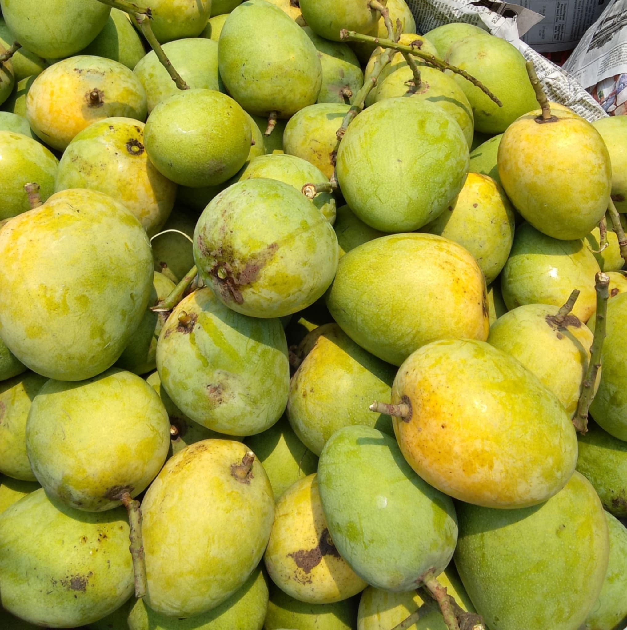 সাতক্ষীরার হিমসাগর আম (Himsagor Mango)_img_2