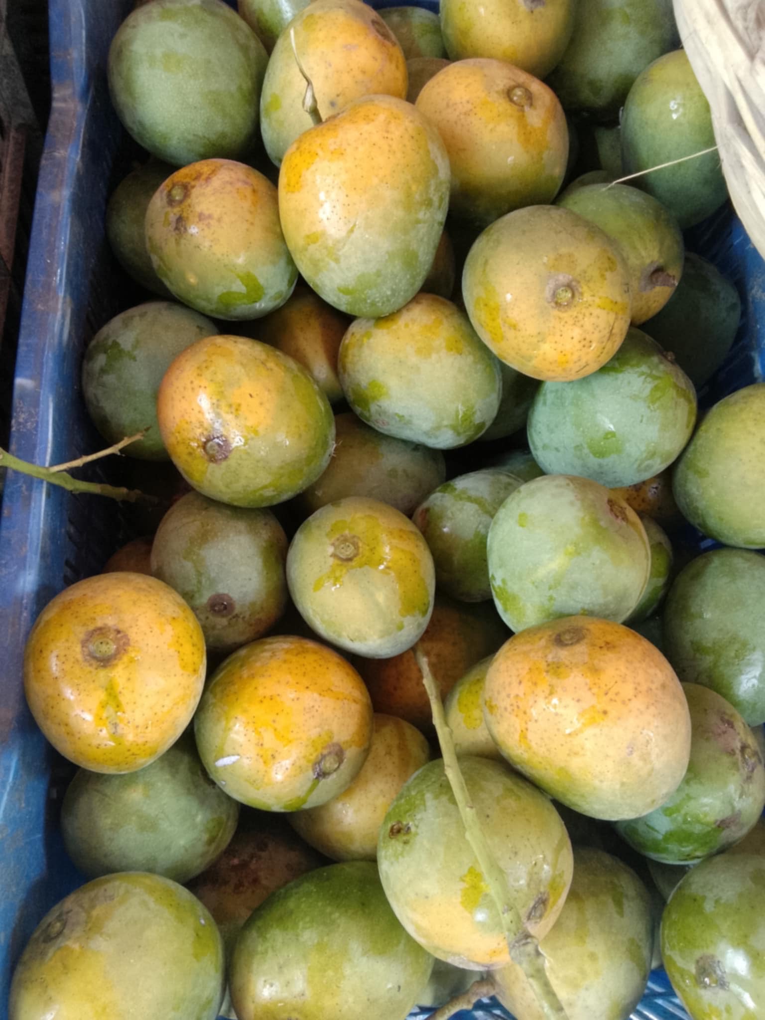 সাতক্ষীরার হিমসাগর আম (Himsagor Mango)_img_3