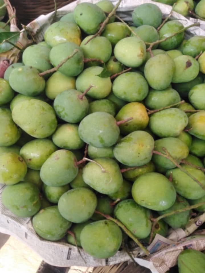 সাতক্ষীরার হিমসাগর আম (Himsagor Mango)_img_6