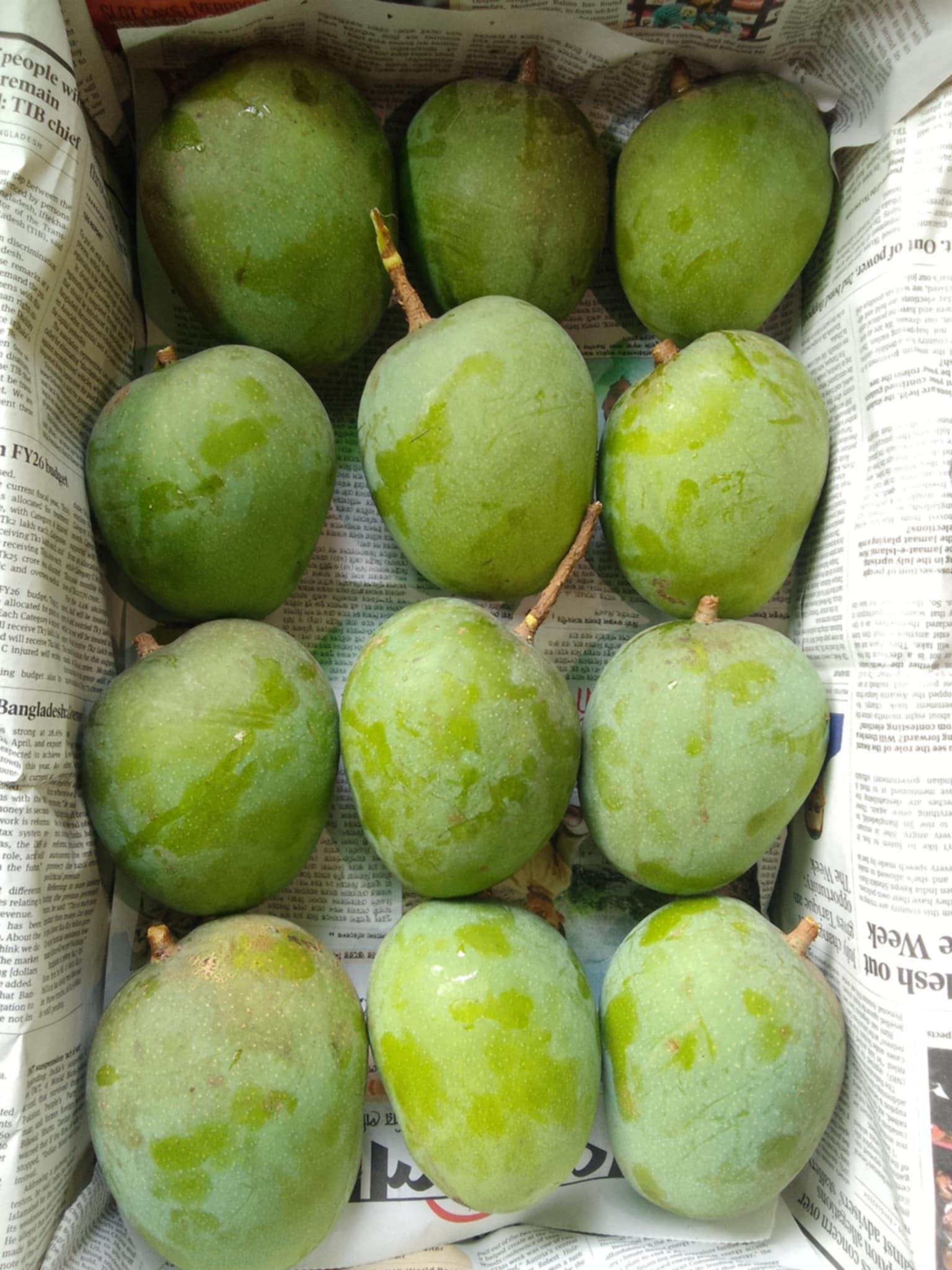 সাতক্ষীরার গোবিন্দভোগ আম (Gobindovog Mango)_img_5