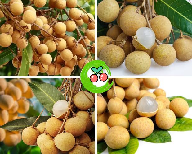 থাই লংগান