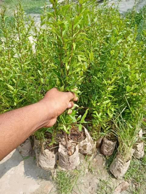 থাই আনার_img_3