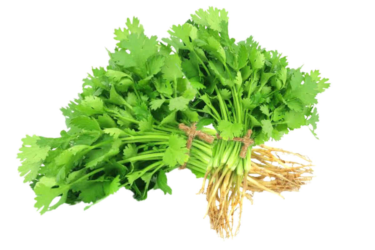 ধনে পাতা 100g