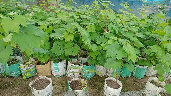 স্ট্রবেরী_img_2