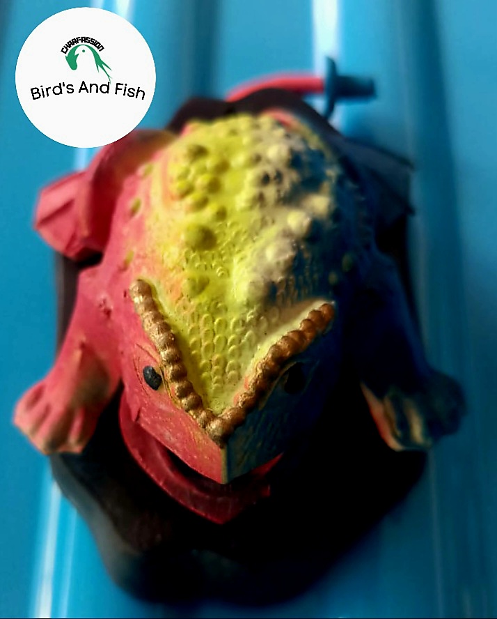 একুরিয়াম শোপিজ ব্যাংগ_img_1