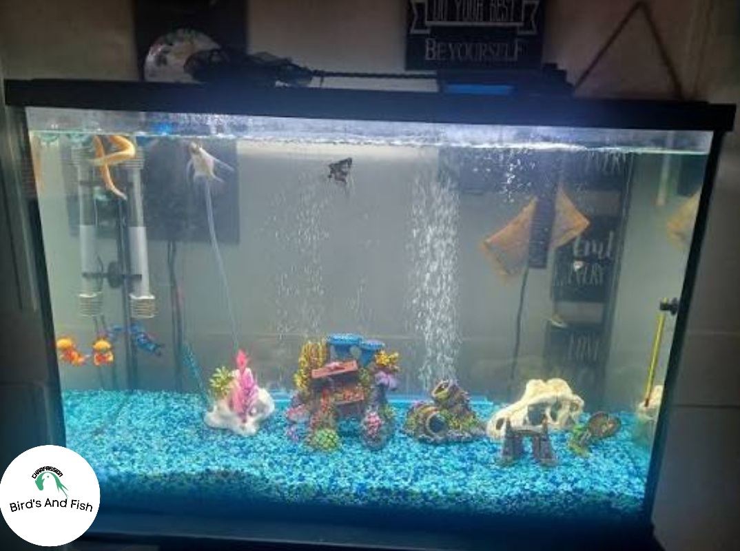 একুরিয়াম শোপিজ পাহার