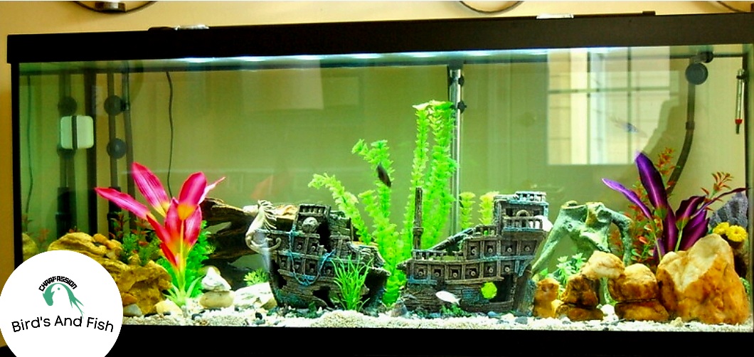 একুরিয়াম শোপিজ ব্যাংগ_img_2