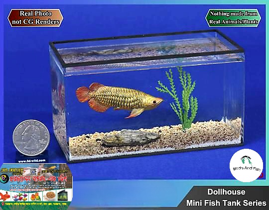 একুরিয়াম ছোট শোপিজ এরোনা ফিশ