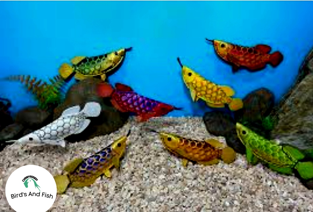 একুরিয়াম ছোট শোপিজ এরোনা ফিশ_img_1