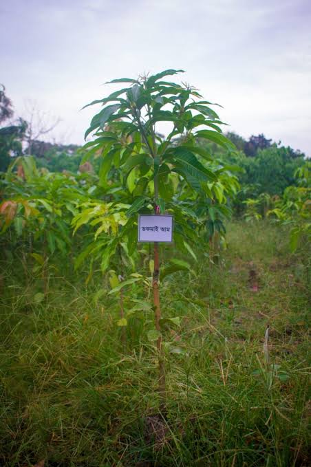 ডকমাই সি মুয়াং আম_img_2