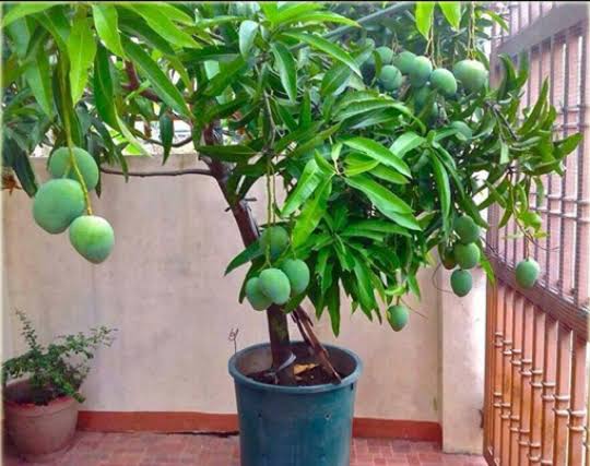 ব্রনাই কিং