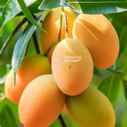 বারোমাসি বারি-১১