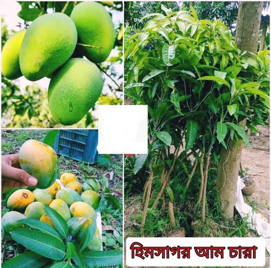 হিমসাগর আম
