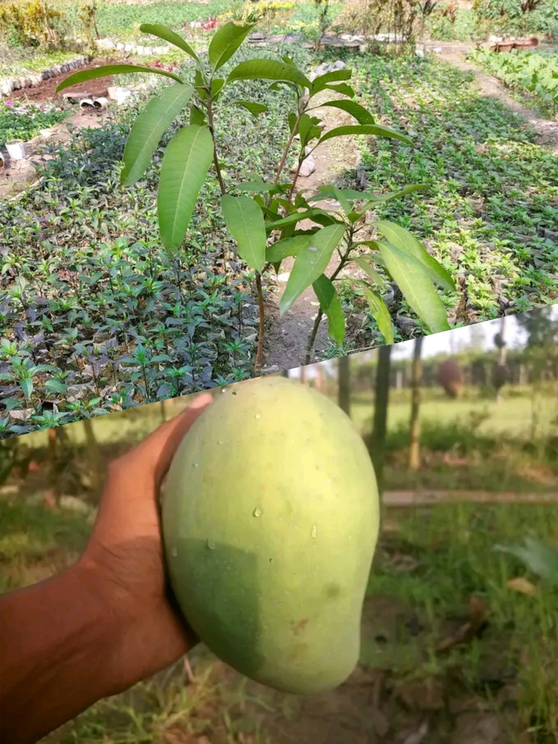ফোর কেজি আম