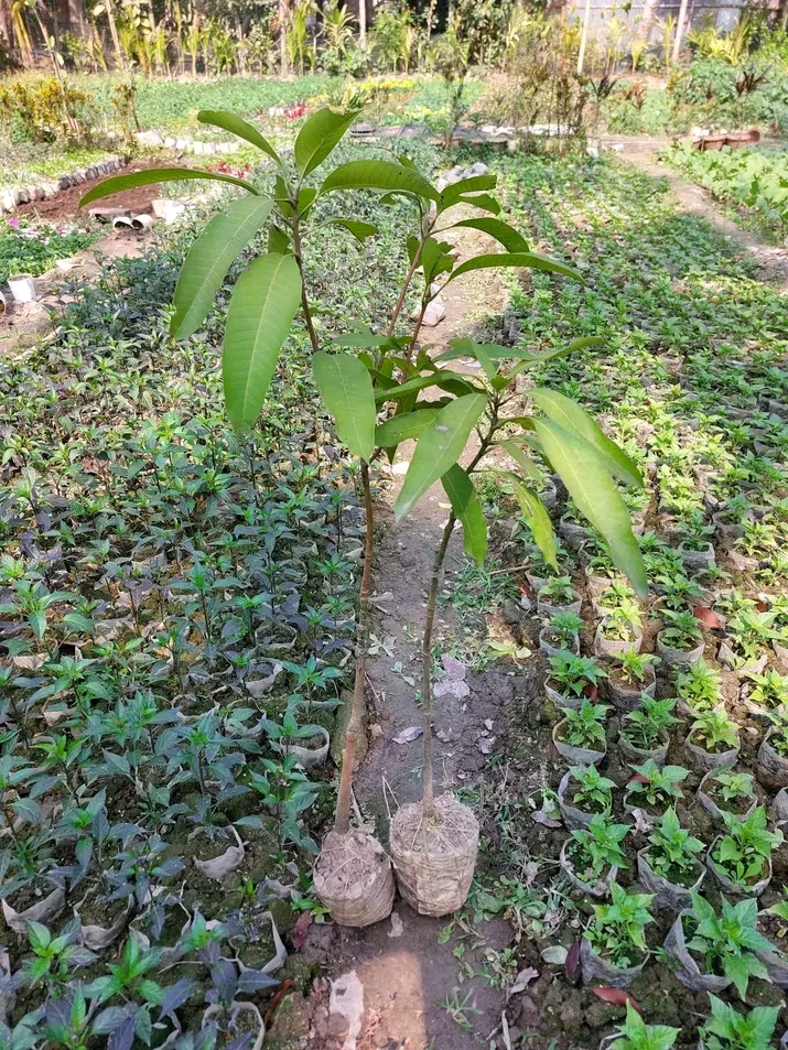 ফোর কেজি আম_img_1