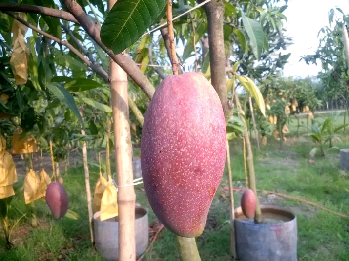 রেড আইভরি/ চিয়াংমাই_img_1