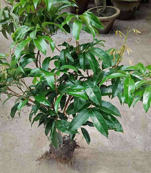 বম্বে লিচু_img_1