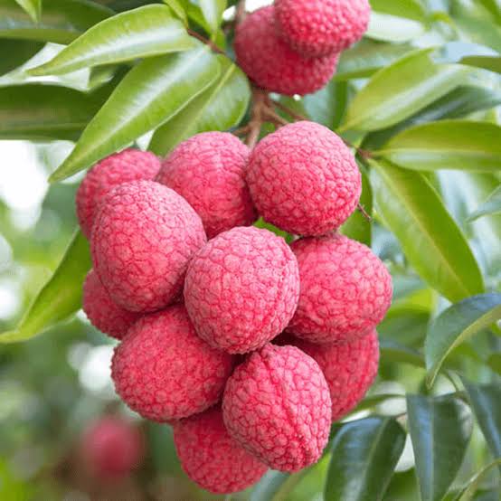 বম্বে লিচু