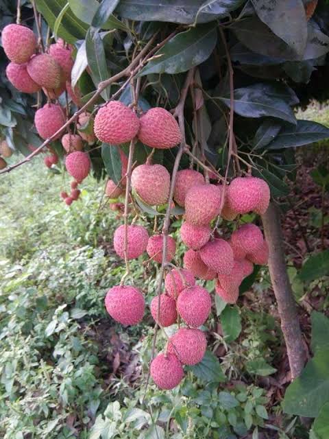 বম্বে লিচু_img_2