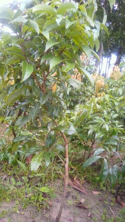 মাদ্রাজি লিচু_img_1