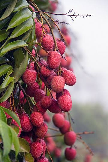 মাদ্রাজি লিচু