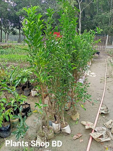 দার্জিলিং কমলা_img_2