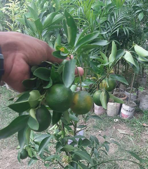 পাকিস্তানি কমলা_img_1