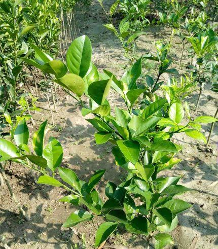 পাকিস্তানি কমলা_img_2