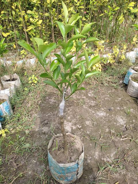 পাকিস্তানি কমলা_img_3