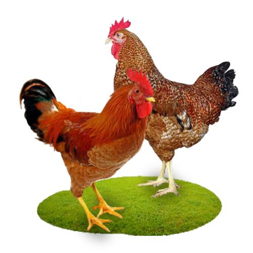 কক মুরগি। chicken(cock)/ ১ কেজি - Image 1