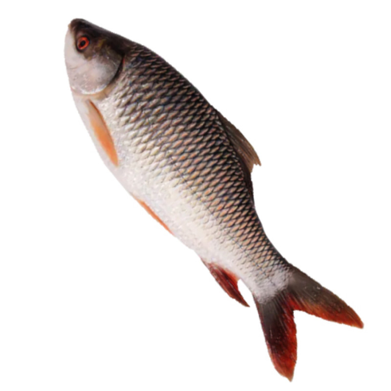 রুই মাছ  rohu-fish-rui-mach - Image 1