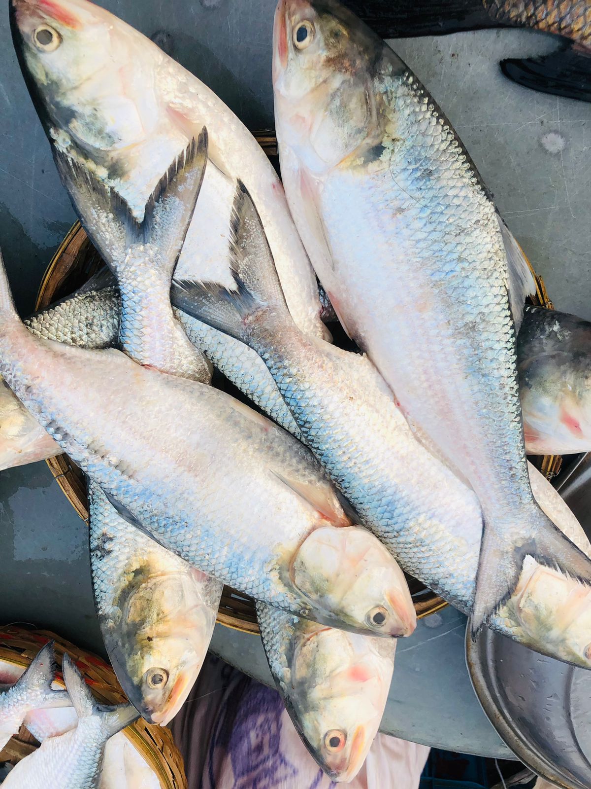 Elish fish (ইলিশ মাছ ছোট ) - Image 1