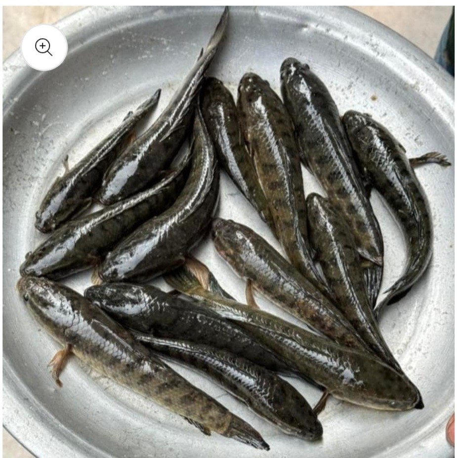 বিলের দেশি টাকি মাছ - Image 1