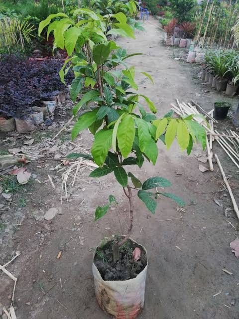 রাম্বুটান_img_1